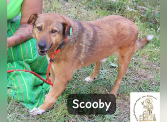 Scooby – kein Jungspund mehr, aber längst nicht fertig mit dem Leben!