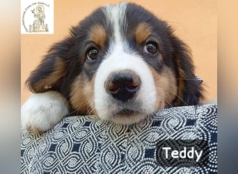 Teddy – talentiert in Kuscheln, Spielen und Unsinn machen!