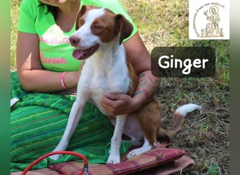 Ginger – bereit für alles, was das Leben zu bieten hat!