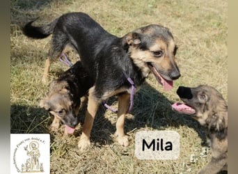 Mila – Heldinnen können auch manchmal ganz klein sein!