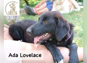 Ada Lovelace – sucht ihre Menschen für ein ganzes Hundeleben!