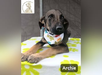 Archie – kleine Pfoten, große Aufgabe, großes Glück!
