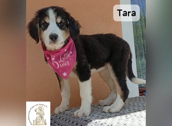 Tara – jemanden zum Bleiben finden, das wäre schön!