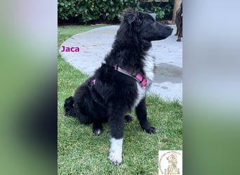 Jaca – unsere Herzensbrecherin♥️