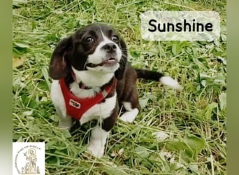 Sunshine – ein kleines Lächeln auf vier Pfoten!