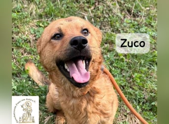 Zuco – jung, klug, charmant – und ziemlich bereit fürs Zuhause!