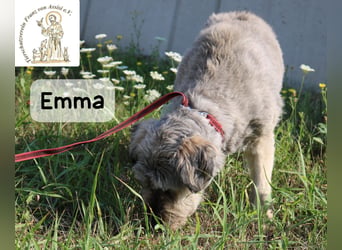 Emma – manche Herzen werden einfach nie alt!