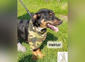 Hektor – mittendrin statt brav daneben!
