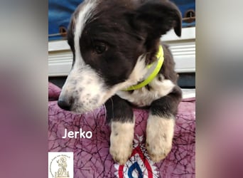 Jerko – sucht Komplizen fürs ganze Leben!