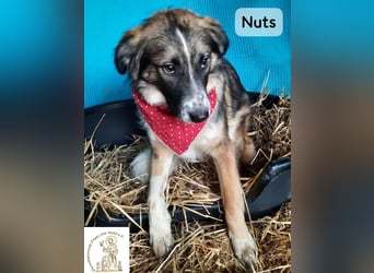 Nuts – leise beginnen, gemeinsam stärker werden!