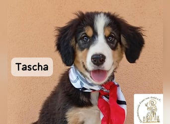 Tascha – heute wäre ein guter Tag, um ein Zuhause zu finden!