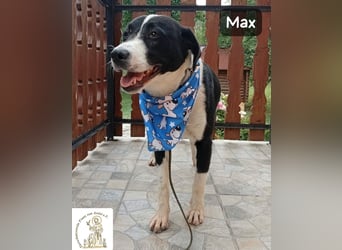Max – seine zweite Chance auf ein wundervolles Leben!