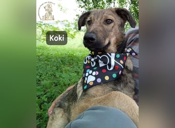 Koki – Wer Abenteuer sucht, sollte jetzt weiterlesen!