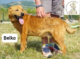 Belko – der Kumpel, auf den man gewartet hat!