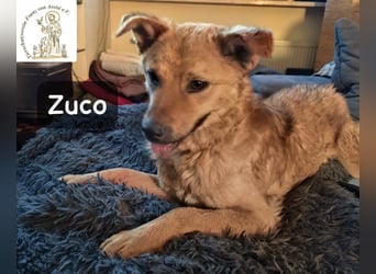 Zuco – jung, klug, charmant – und ziemlich bereit fürs Zuhause!