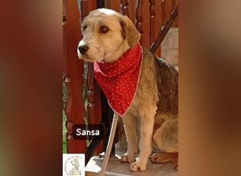 Sansa – der Neuanfang steht ihr einfach gut!