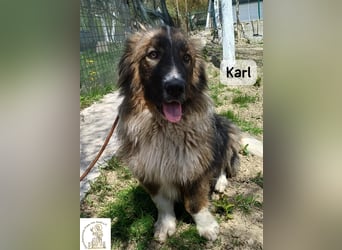 Karl – ein echtes Unikat auf vier Pfoten!