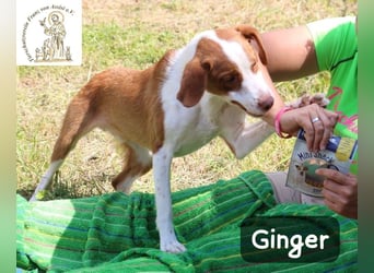 Ginger – bereit für alles, was das Leben zu bieten hat!
