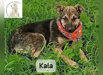 Kala – Das Leben klopft an. Wer macht die Tür auf!
