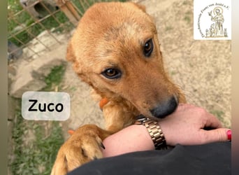 Zuco – jung, klug, charmant – und ziemlich bereit fürs Zuhause!