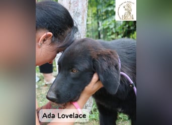 Ada Lovelace – sucht ihre Menschen für ein ganzes Hundeleben!