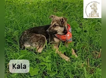 Kala – Das Leben klopft an. Wer macht die Tür auf!