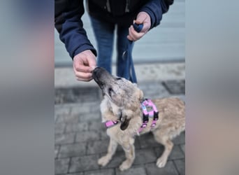 Zlatko – wo aus einem Welpen Familie wird!