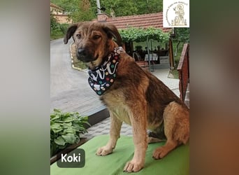 Koki – Wer Abenteuer sucht, sollte jetzt weiterlesen!