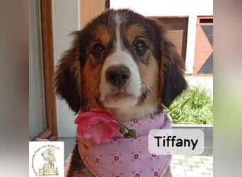 Tiffany – Man ist nie zu klein, um für jemanden die ganze Welt zu sein!