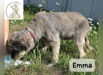 Emma – manche Herzen werden einfach nie alt!