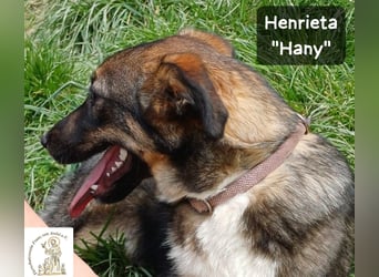 Hany – neugierig, frech und unwiderstehlich!