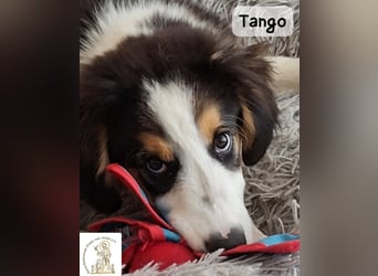 Tango – große Pfoten, großes Herz und viel Potenzial!