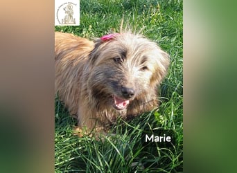 Marie – zu süß für diese Welt, aber kein bisschen aus Zucker!