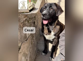 Cesar – ein großer Junge mit Honig im Herzen!