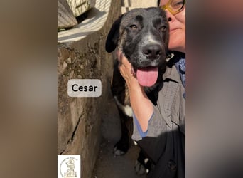 Cesar – ein großer Junge mit Honig im Herzen!
