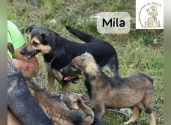 Mila – Heldinnen können auch manchmal ganz klein sein!