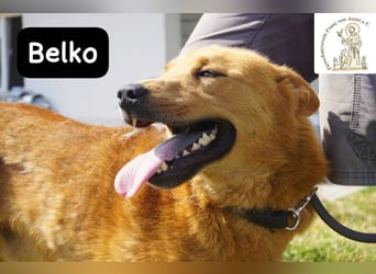 Belko – der Kumpel, auf den man gewartet hat!