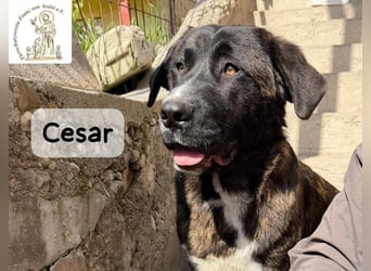 Cesar – ein großer Junge mit Honig im Herzen!
