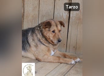 Tarzo – ein Herz voller Jahre, das Ruhe verdient!