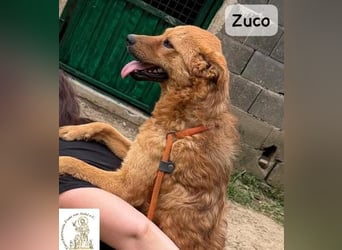 Zuco – jung, klug, charmant – und ziemlich bereit fürs Zuhause!
