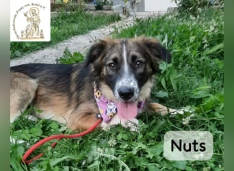 Nuts – manche Seelen tragen ihren Zauber ganz leise!