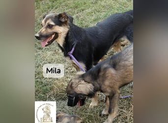 Mila – Heldinnen können auch manchmal ganz klein sein!