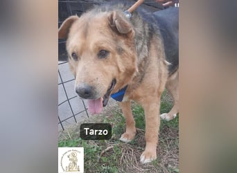 Tarzo – Ein Herz voller Jahre, das Ruhe verdient!