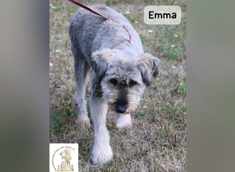 Emma – manche Herzen werden einfach nie alt!