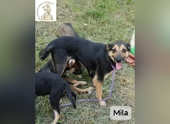 Mila – Heldinnen können auch manchmal ganz klein sein!