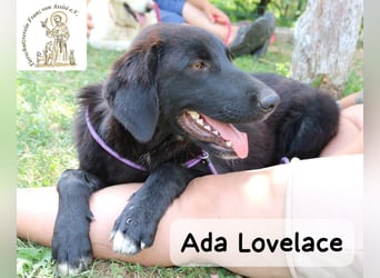 Ada Lovelace – sucht ihre Menschen für ein ganzes Hundeleben!