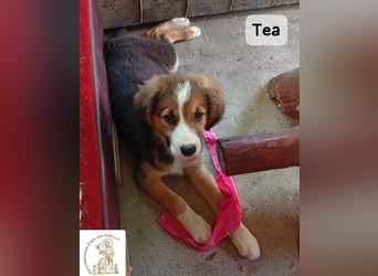 Tea – zu jung, um die Welt allein zu erobern!