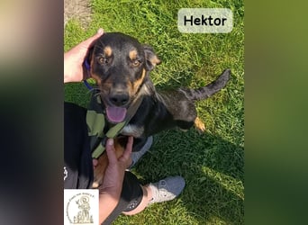 Hektor – mittendrin statt brav daneben!