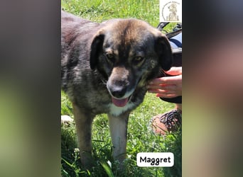 Maggret – ruhig, feinfühlig, zauberhaft und ein bisschen Magie auf vier Pfoten!