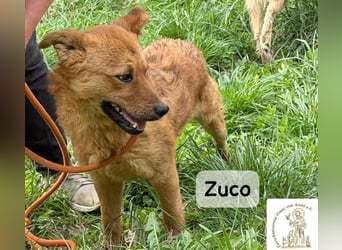 Zuco – jung, klug, charmant – und ziemlich bereit fürs Zuhause!